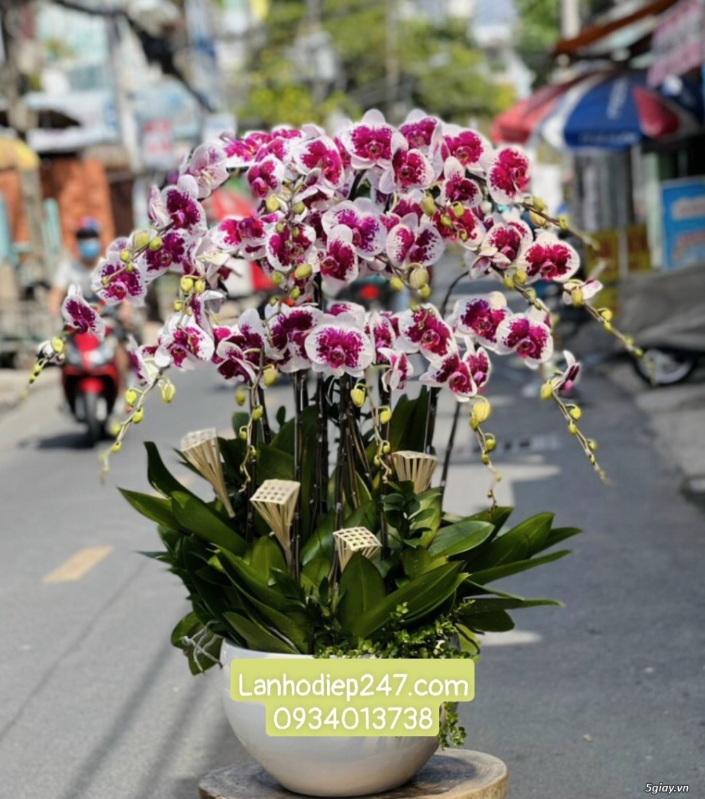 Shop hoa tươi Lan Hồ điệp 247 tại Đắc Lắk 0934013738 - 14