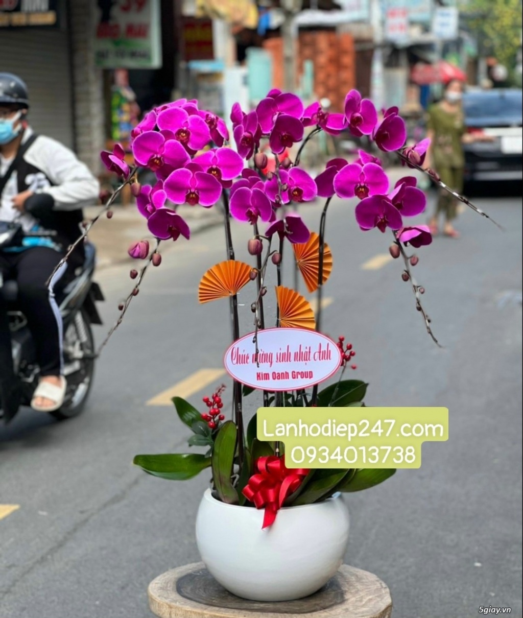 Shop Lan Hồ Điệp Sài Gòn 247 điện hoa uy tín toàn quốc 0934013738 - 13