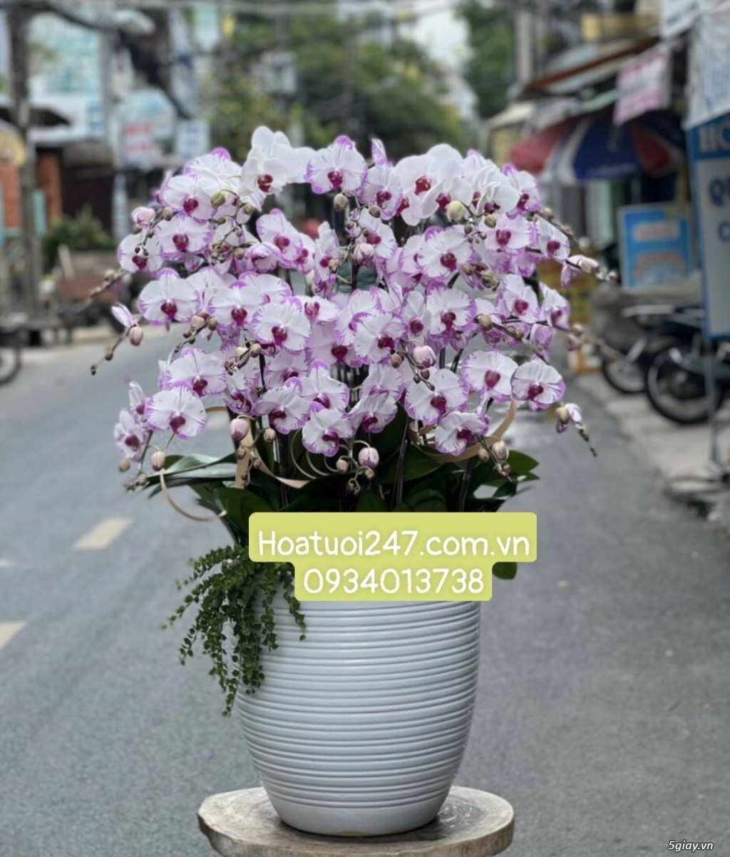 Shop hoa tươi Lan Hồ Điệp 247 tại Phú Nhuận 0934013738 - 11