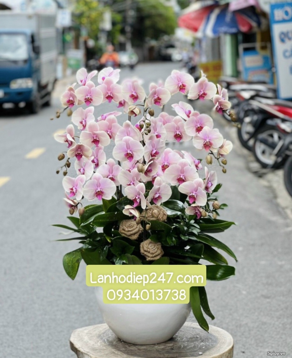 Shop hoa tươi Lan Hồ Điệp 247 tại Đức Hòa Long An 0934013738 - 13