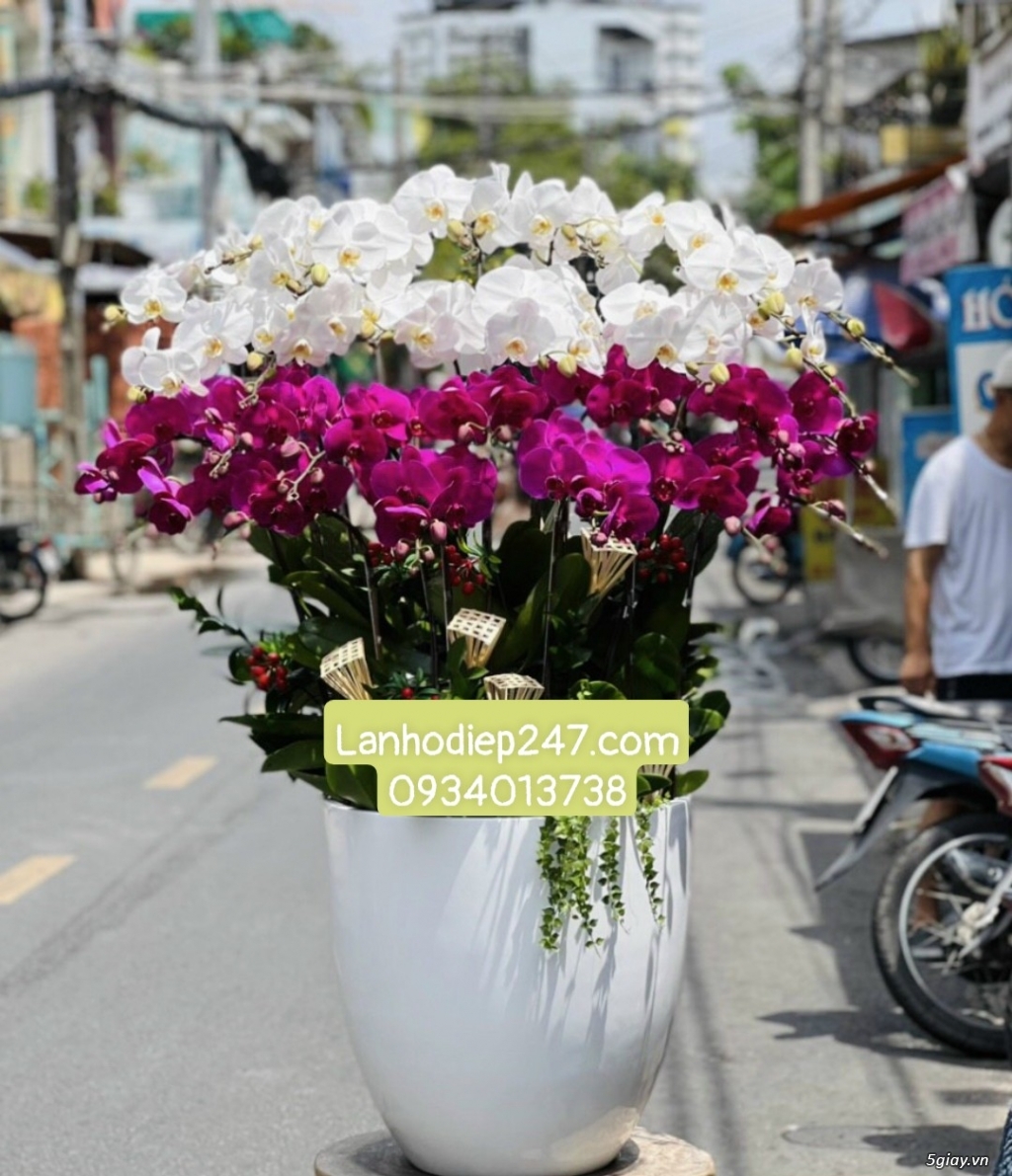 Shop hoa tươi Lan Hồ Điệp 247 tại Bà Rịa Vũng Tàu 0934013738 - 13