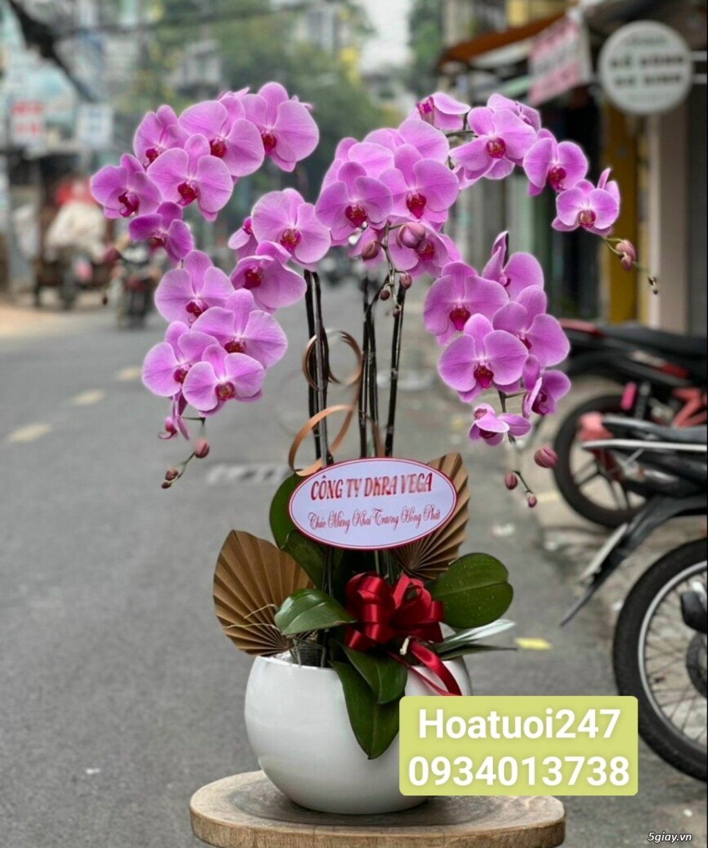 Shop hoa tươi Lan Hồ Điệp 247 tại Tân An Long An - 11
