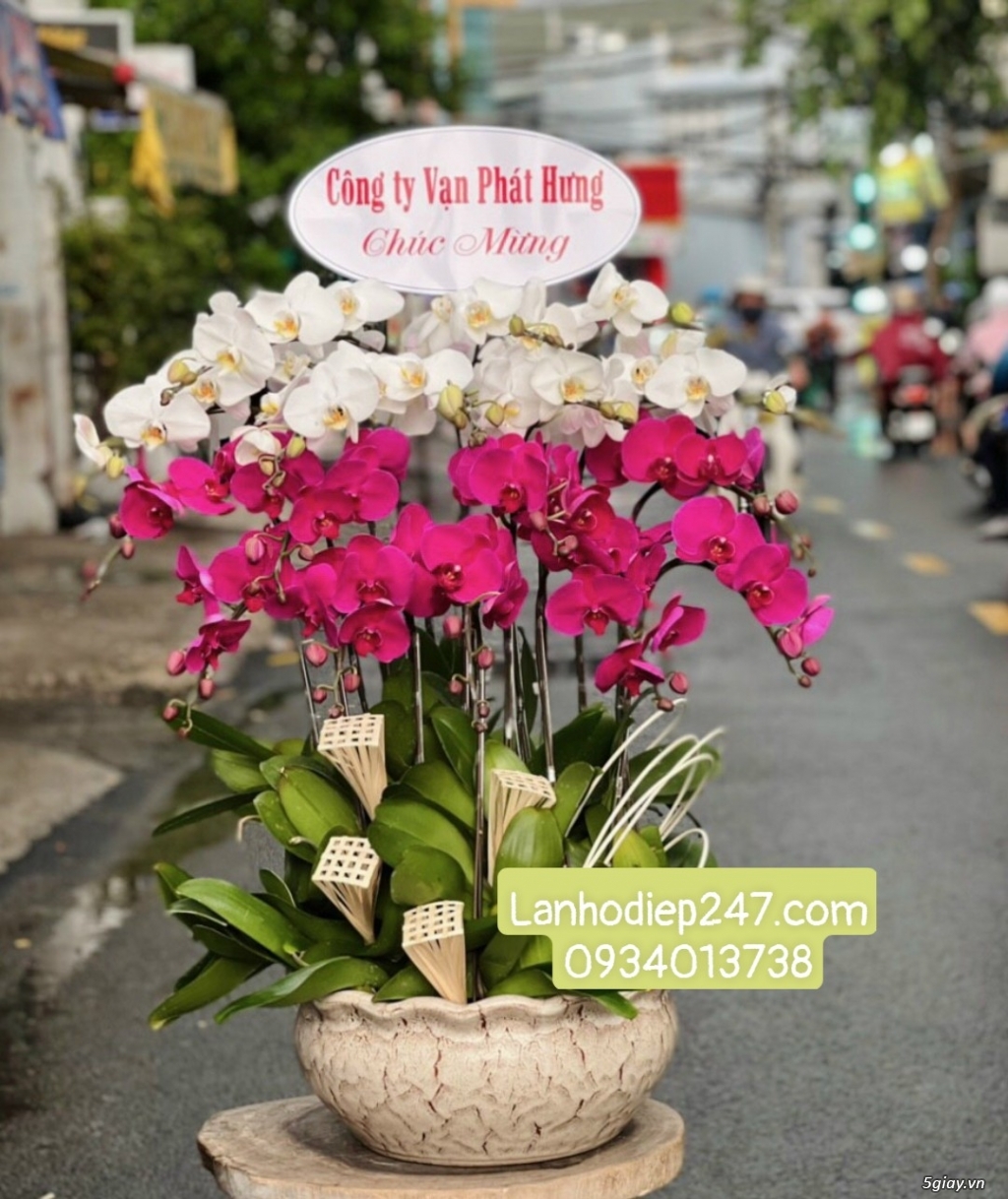 Shop hoa tươi lan hồ điệp 247 tại Thủ Dầu Một Bình Dương 0934013738 - 13
