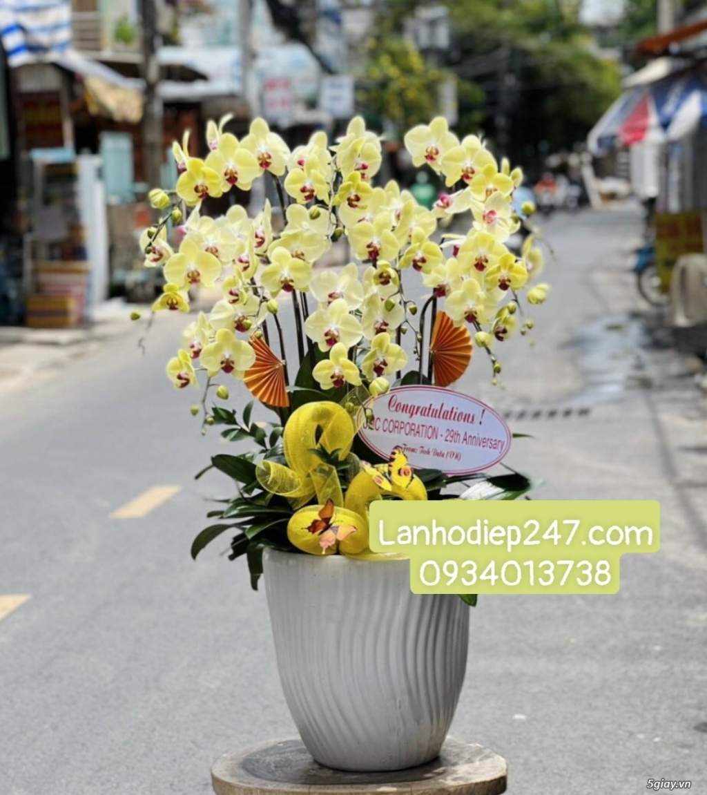 Shop hoa tươi Lan Hồ Điệp 247 tại Tân An Long An - 13