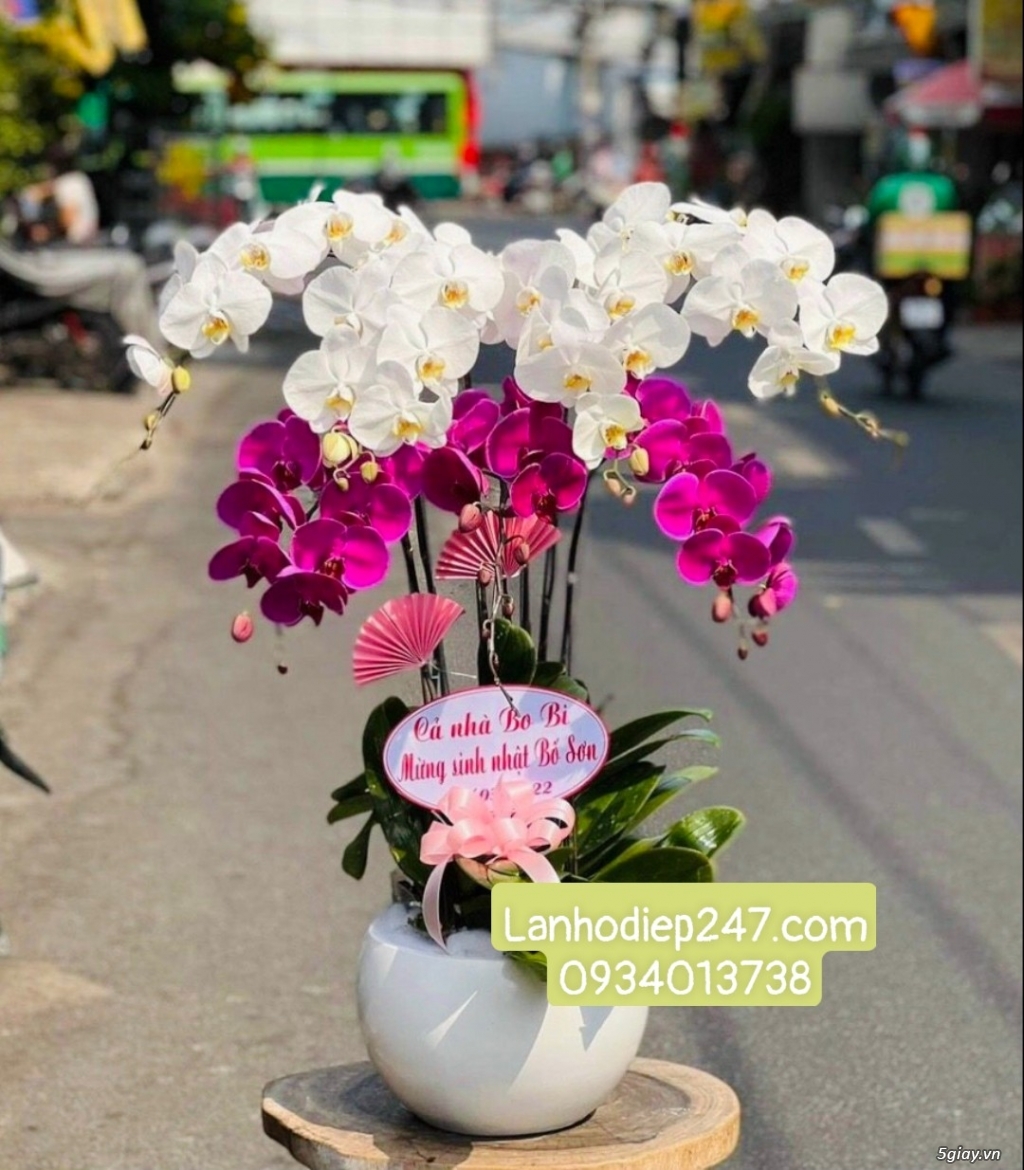 Shop hoa tươi 247 chuyên cung cấp lan hồ điệp tại tphcm 0934013738