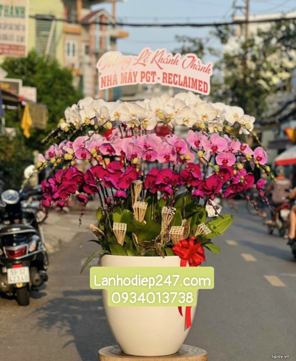 Tìm mua LAN HỒ ĐIỆP cao cấp tại Sài Gòn, đến với HOA TƯƠI 247 - 12
