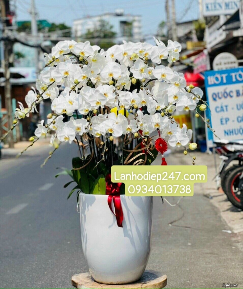 Bạn muốn mua LAN HỒ ĐIỆP tặng người thân, chọn hoa vip tại hoatuoi247 - 6