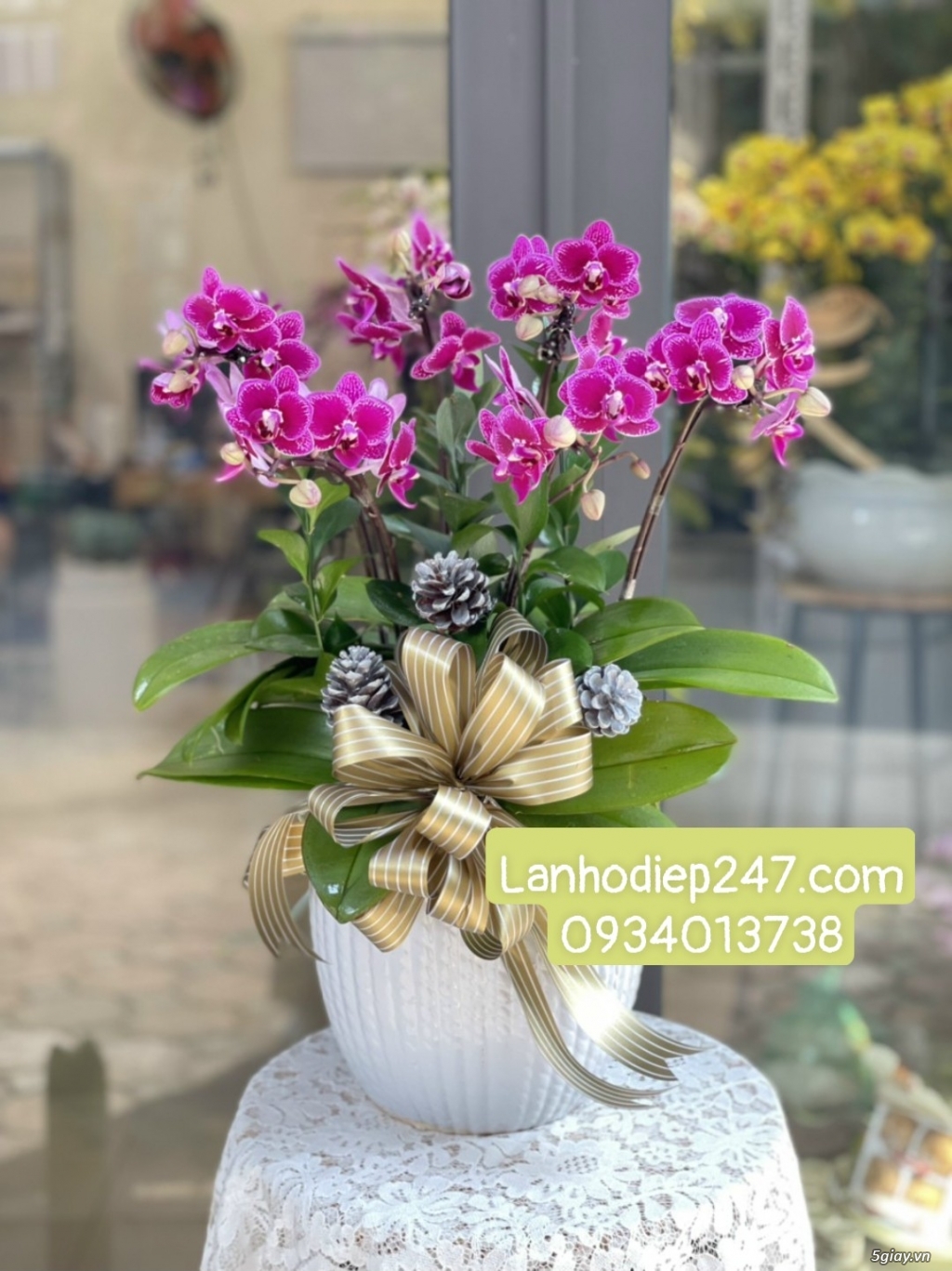 Lan Hồ Điệp Mini loài hoa nhỏ nhắn đáng yêu được nhiều người ưa chuộng - 13