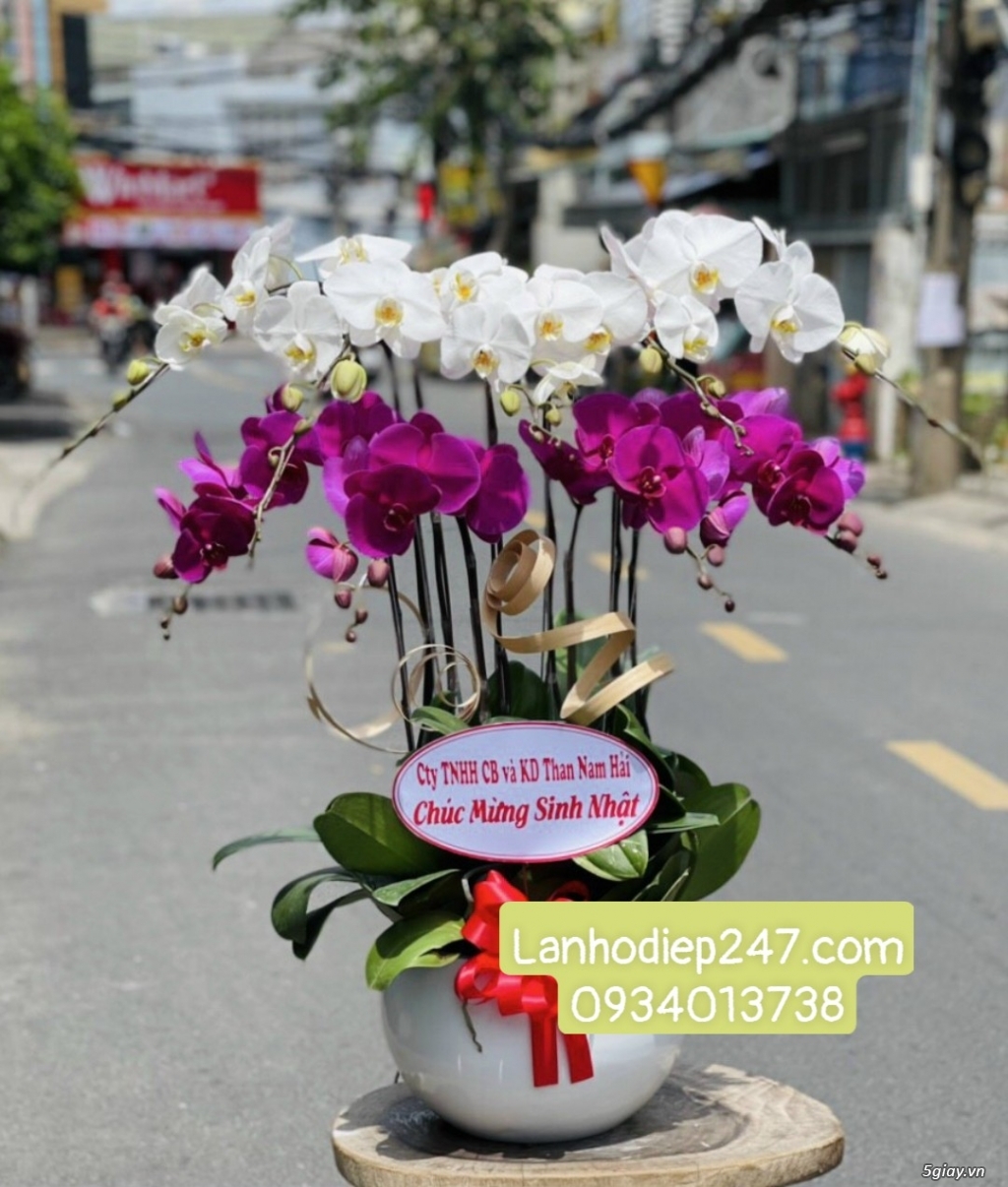 Shop Lan Hồ Điệp Cao Cấp tại Sài Gòn - Hoa Tươi 247 TPHCM 0934013738 - 2