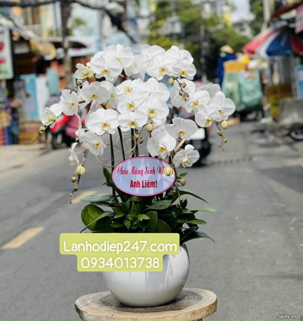 Cửa hàng bán LAN HỒ ĐIỆP tại TPHCM - Shop Hoa Tươi 247 Sài Gòn