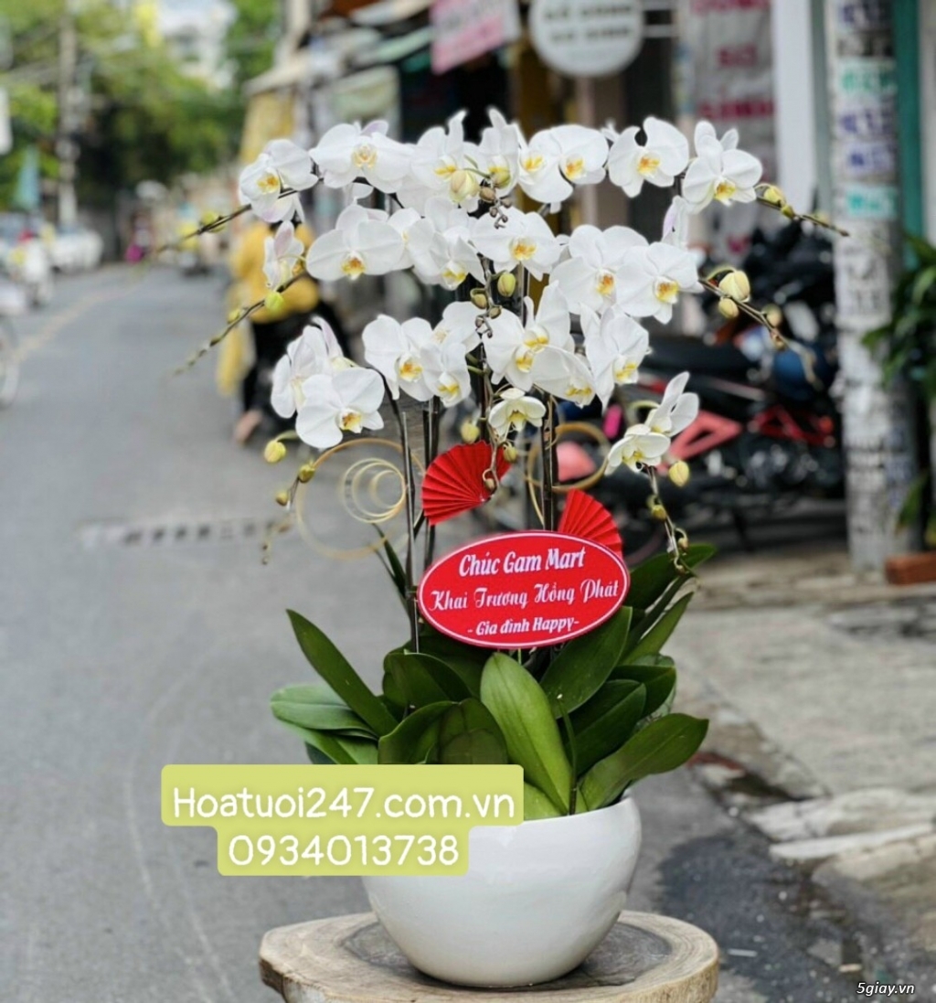Bật mí về LAN HỒ ĐIỆP mini - Nơi bán LAN HỒ ĐIỆP MINI đẹp tại Sài Gòn - 13