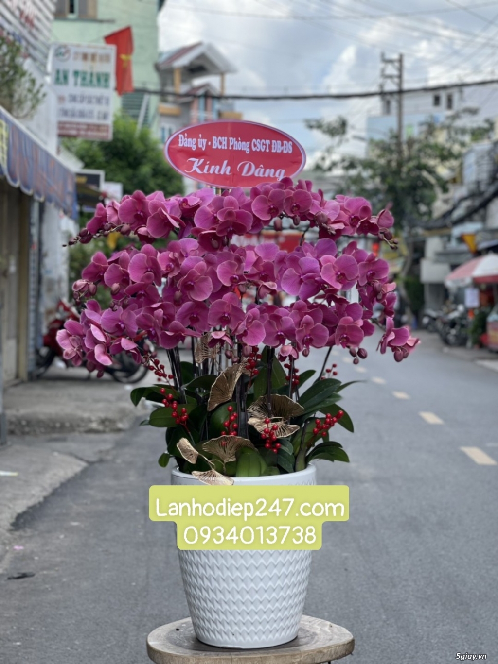 Bạn muốn tìm Shop Lan Hồ Điệp cao cấp TPHCM - Shop Hoa Lan 247 Sài Gòn - 13