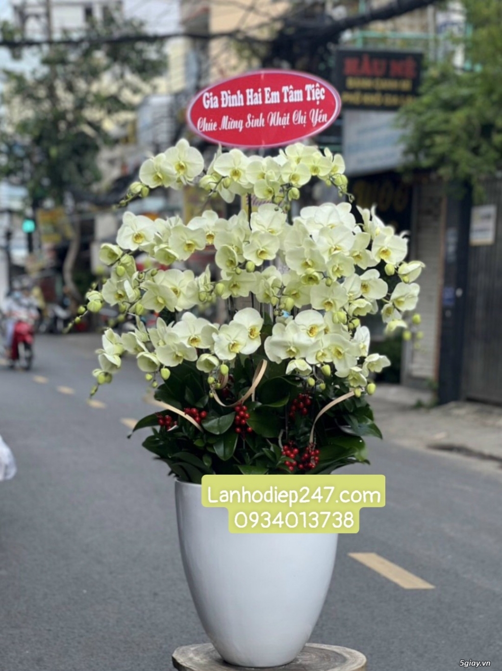 Mua Lan Hồ Điệp cao cấp ở Sài Gòn - Shop hoa tươi 247 uy tín HÀNG ĐẦU