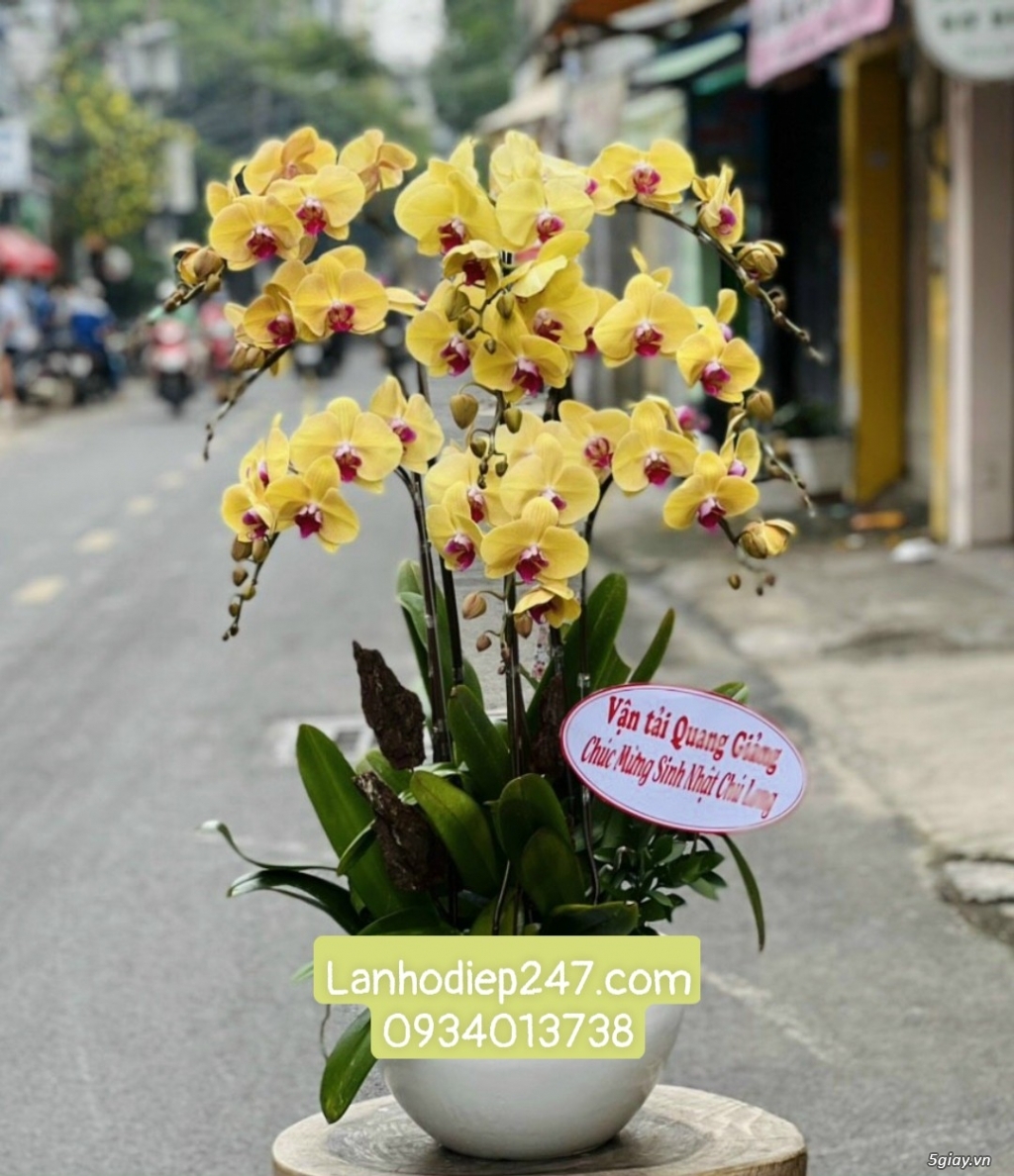Mua Lan Hồ Điệp cao cấp ở Sài Gòn - Shop hoa tươi 247 uy tín HÀNG ĐẦU - 13
