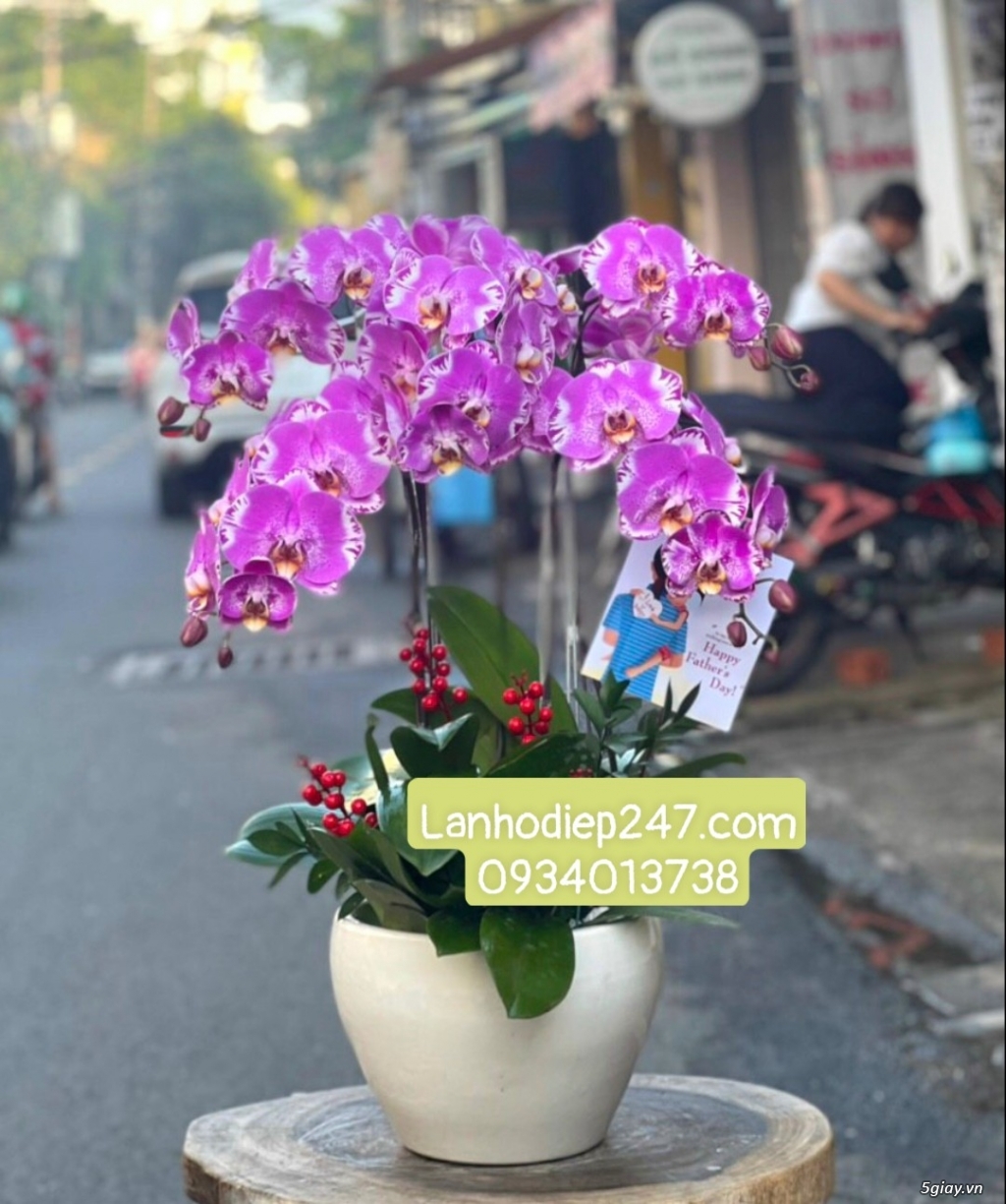 Lan Hồ Điệp VIP tại quận 7? Đặt hoa tại Hoa Lan 247 Sài Gòn Freeship - 22