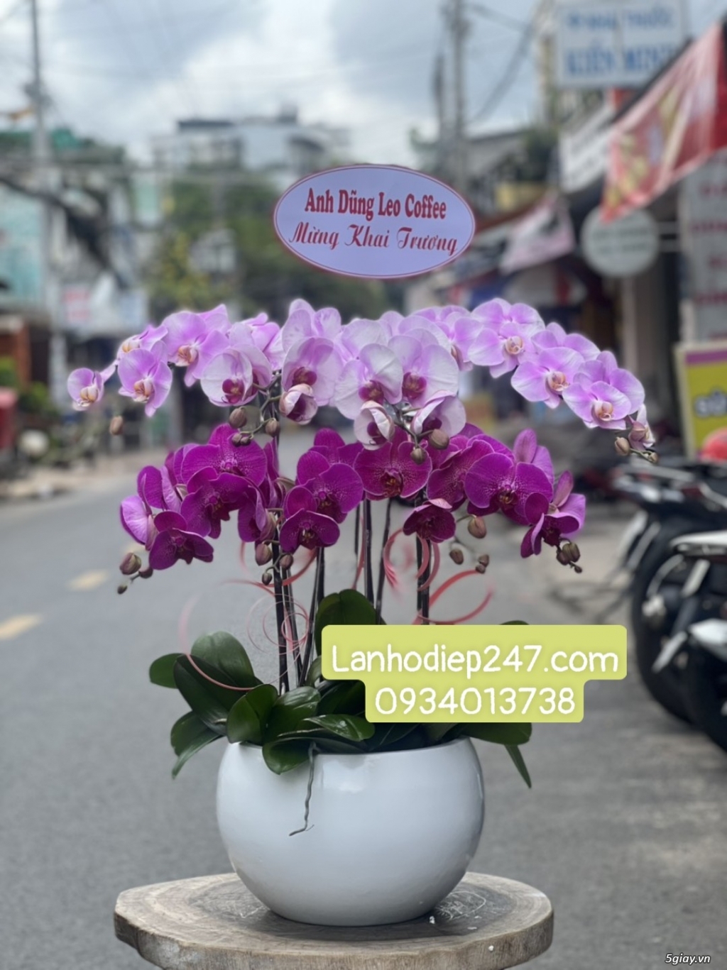 Lan Hồ Điệp VIP tại quận 7? Đặt hoa tại Hoa Lan 247 Sài Gòn Freeship - 10