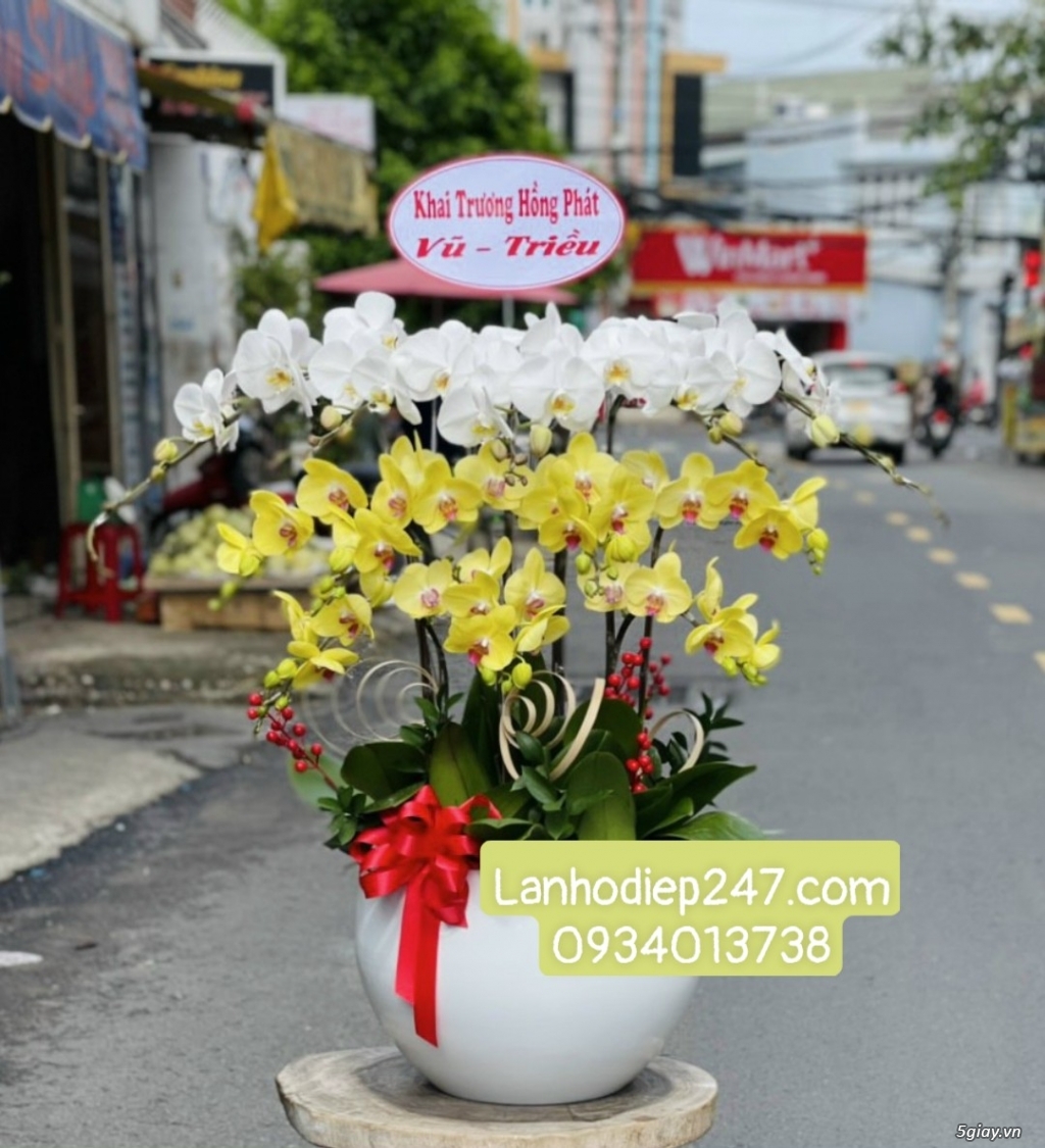 Lan Hồ Điệp VIP tại quận 7? Đặt hoa tại Hoa Lan 247 Sài Gòn Freeship - 11