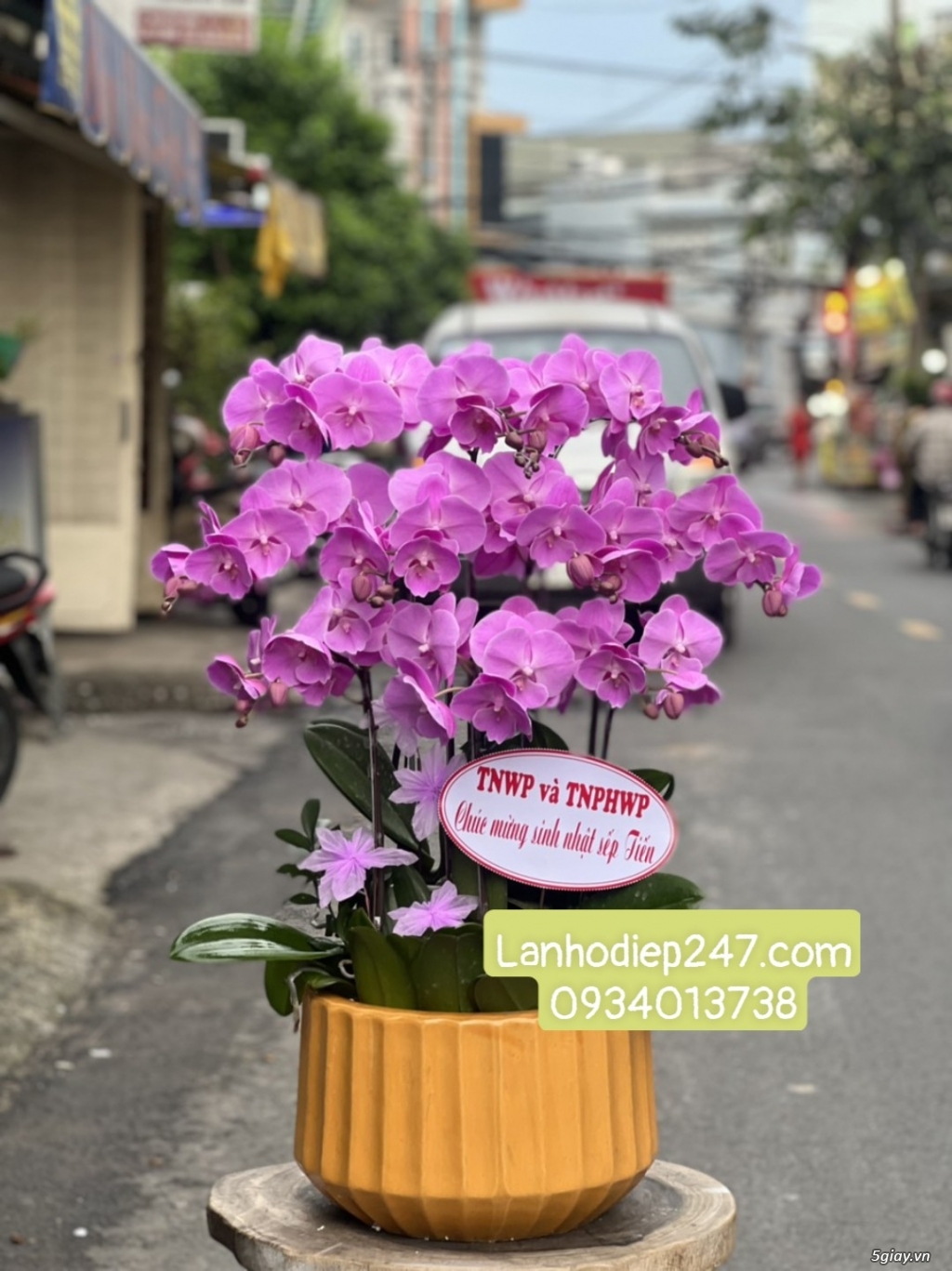 Nhà cung cấp Lan Hồ điệp cao cấp lớn nhất Sài Gòn - Hoa Lan 247 TPHCM