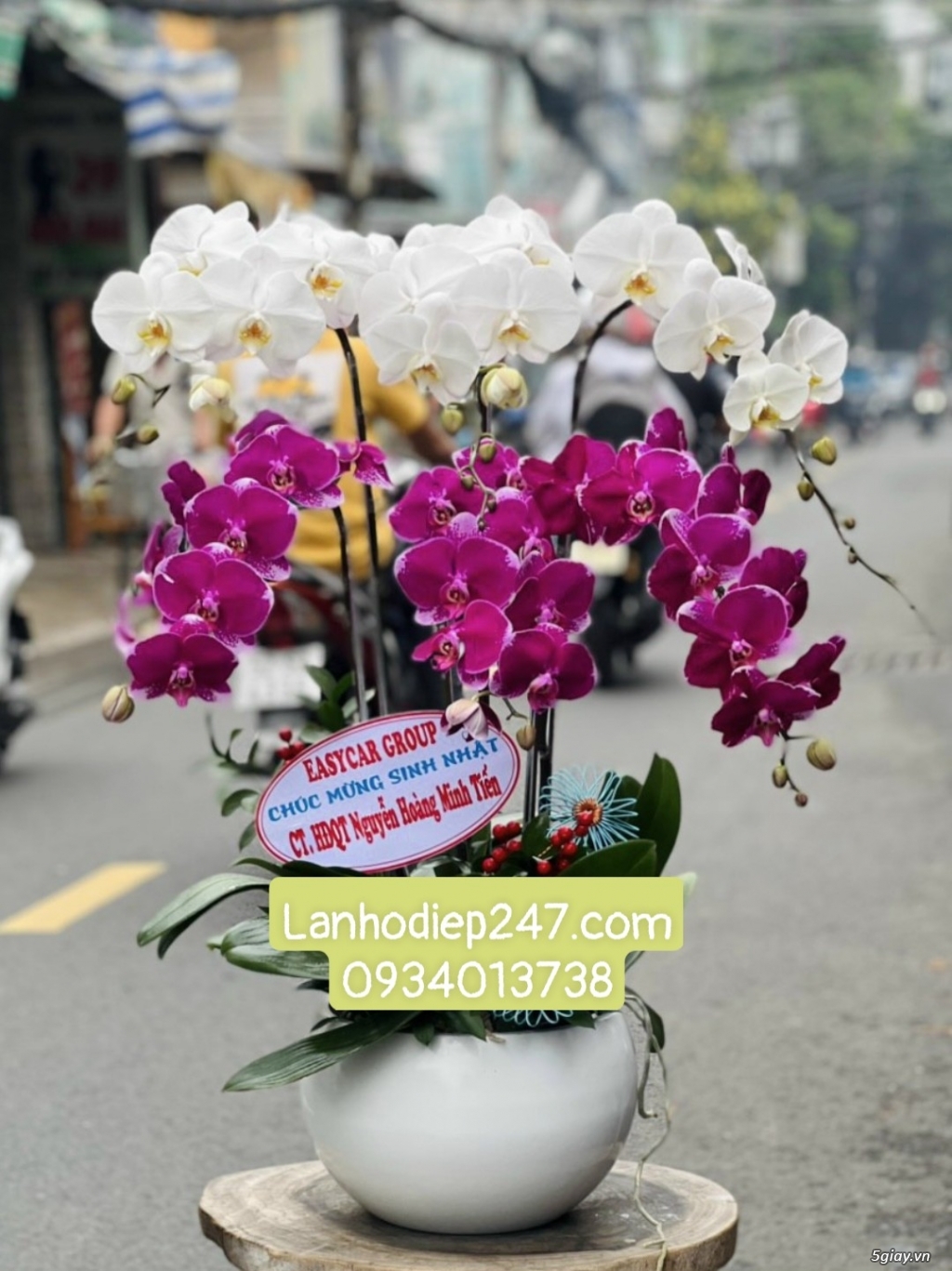 Nhà cung cấp Lan Hồ điệp cao cấp lớn nhất Sài Gòn - Hoa Lan 247 TPHCM - 16