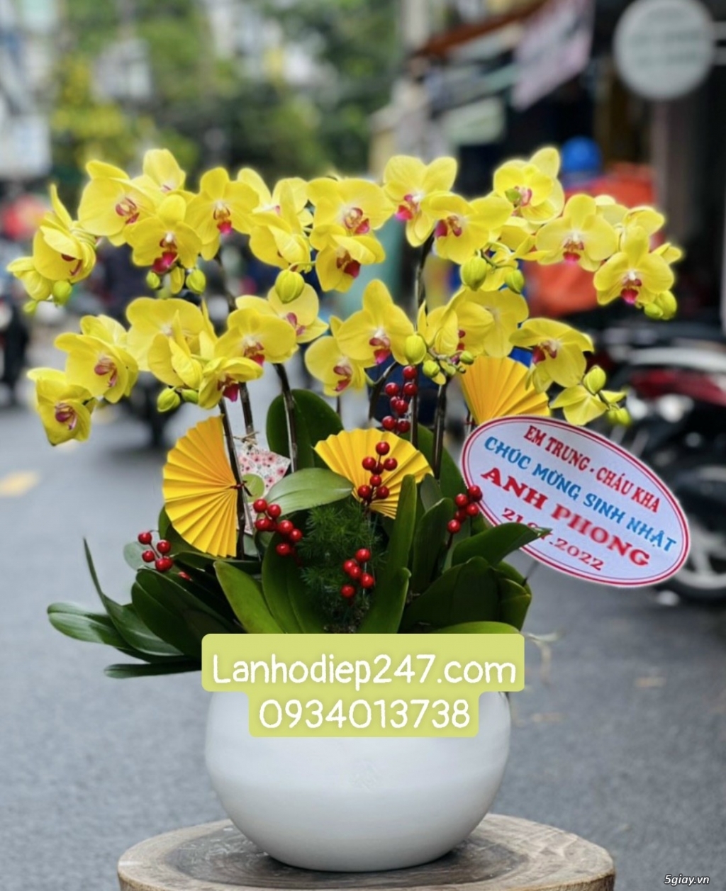Nhà cung cấp Lan Hồ điệp cao cấp lớn nhất Sài Gòn - Hoa Lan 247 TPHCM - 15
