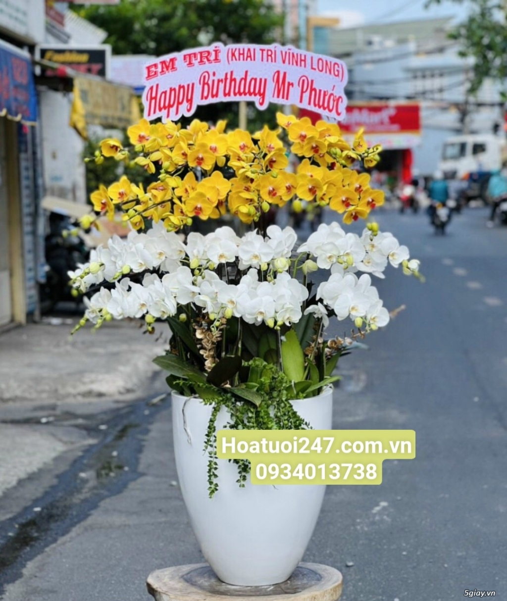 Nơi bán Lan Hồ Điệp cao cấp giá rẻ nhất tphcm - Shop hoa 247 Sàì Gòn