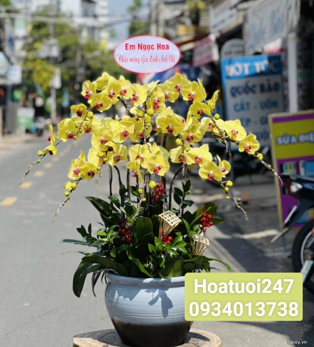 Nơi bán Lan Hồ Điệp cao cấp giá rẻ nhất tphcm - Shop hoa 247 Sàì Gòn - 1
