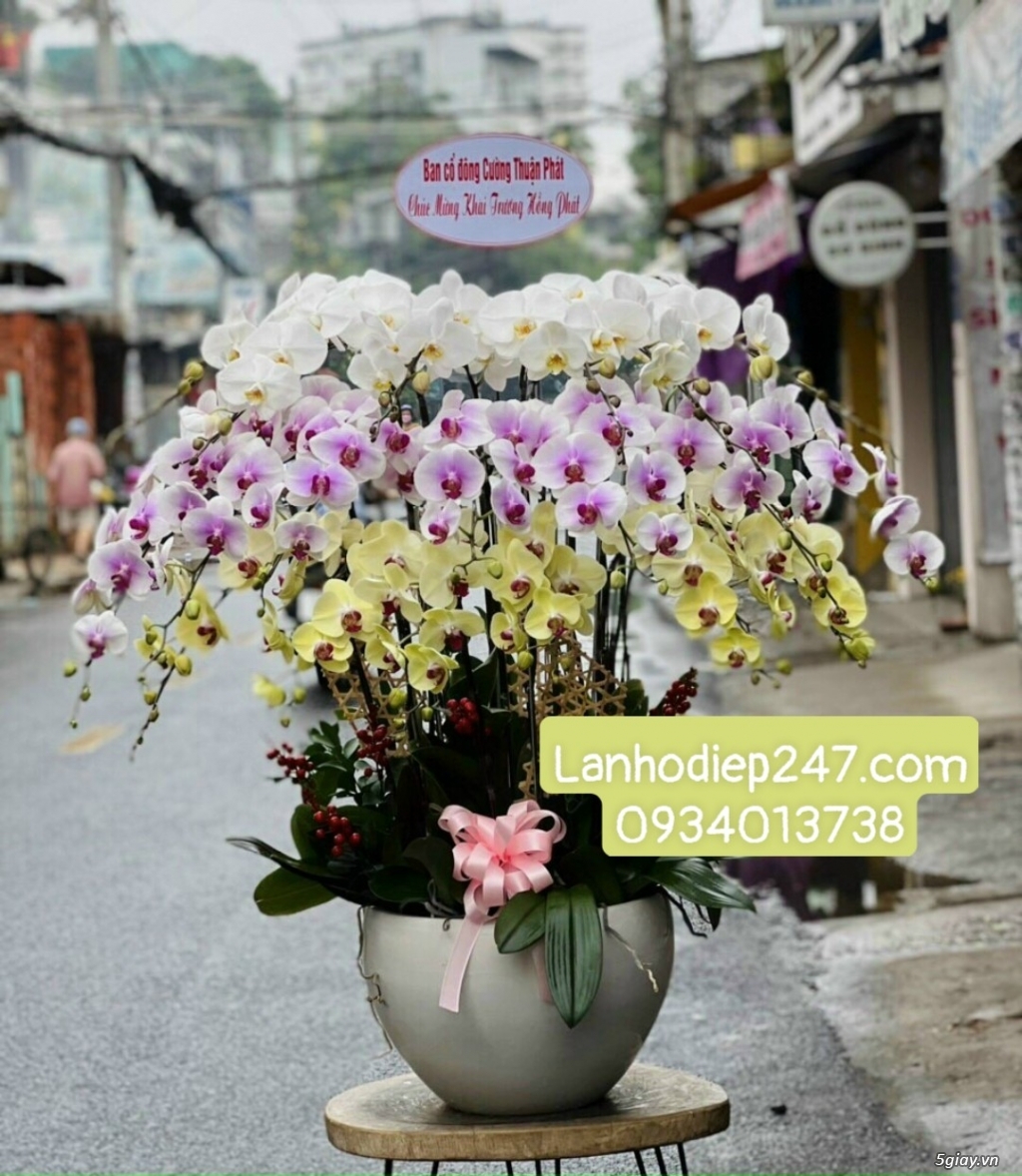 Lan Hồ Điệp tặng khai trương - Món quà ý nghĩa sang trọng đẳng cấp - 14