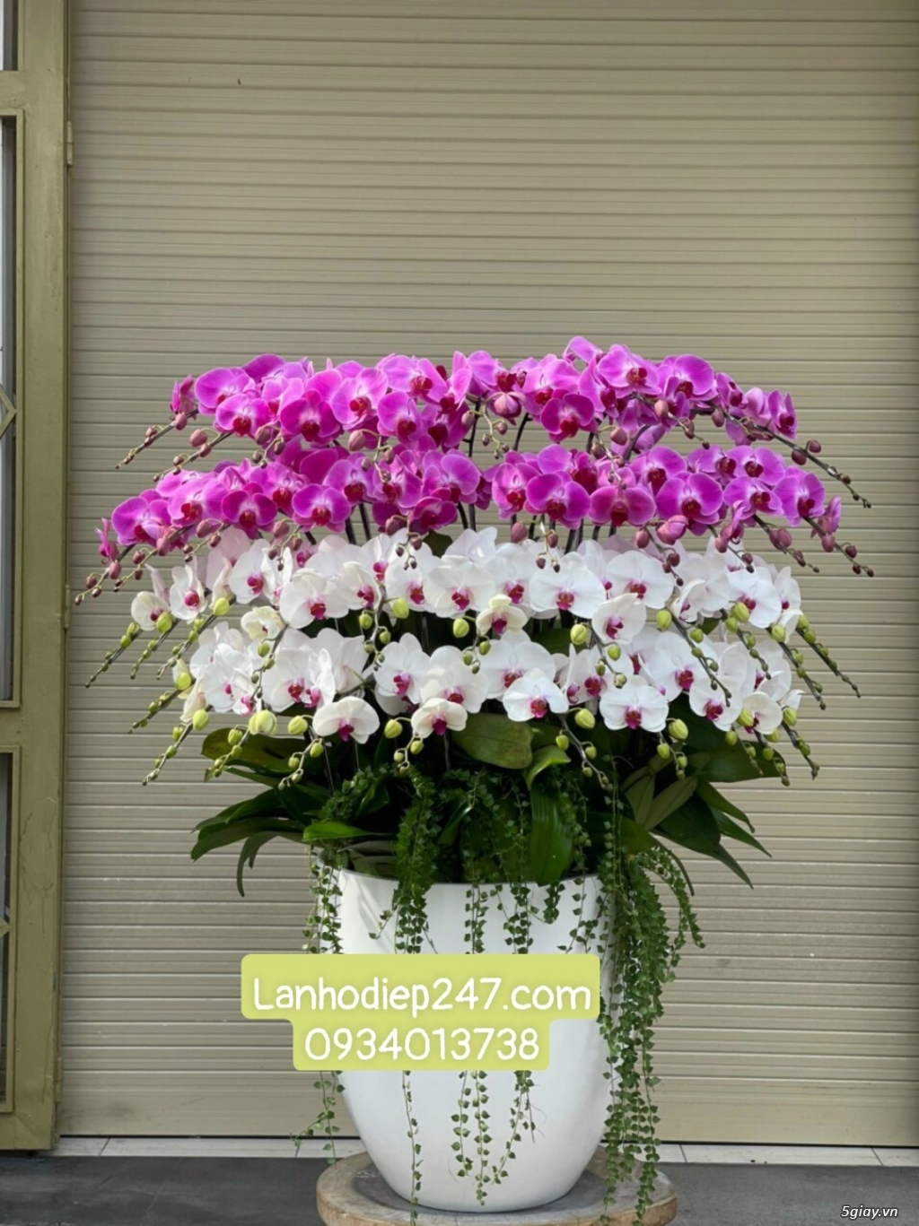 Nơi bán Lan Hồ Điệp cao cấp giá rẻ nhất tphcm - Shop hoa 247 Sàì Gòn - 12