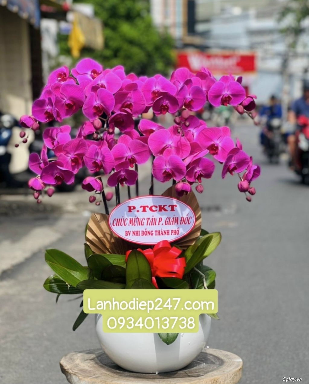 Địa chỉ mua hoa lan hồ điệp Apollo cao cấp uy tín tại Sài Gòn