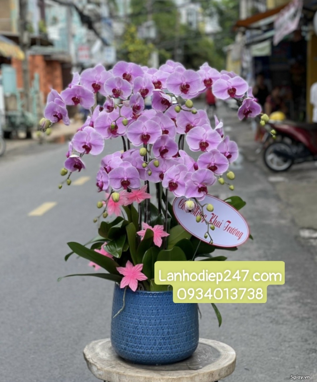 Địa chỉ mua hoa lan hồ điệp Apollo cao cấp uy tín tại Sài Gòn - 2