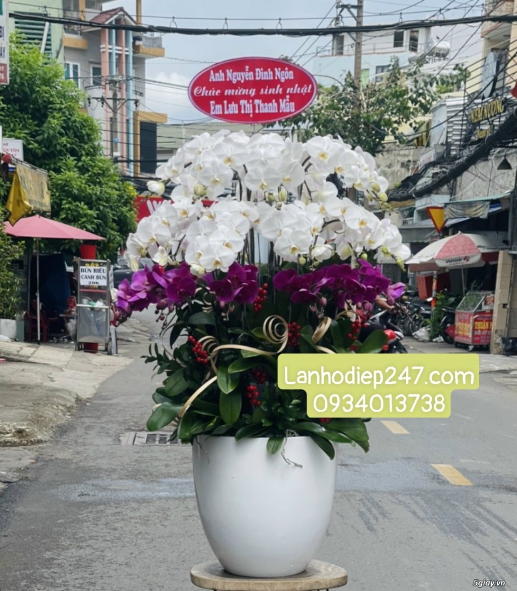 Tư vấn bí quyết tặng hoa theo phong thủy từ Shop Hoa Lan TPHCM 247
