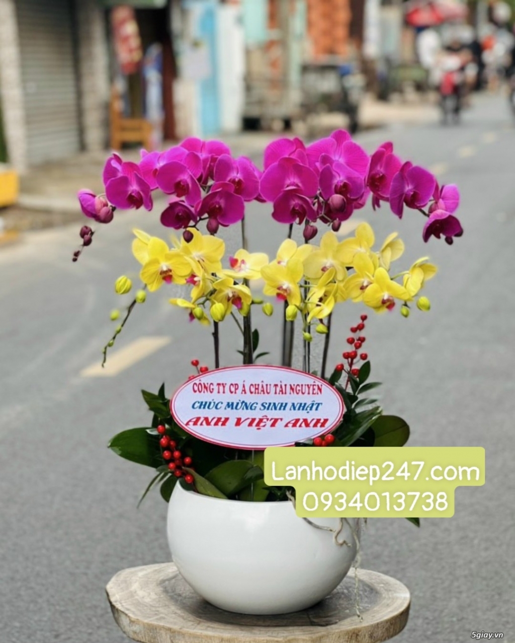 Địa chỉ mua hoa lan hồ điệp Apollo cao cấp uy tín tại Sài Gòn - 4