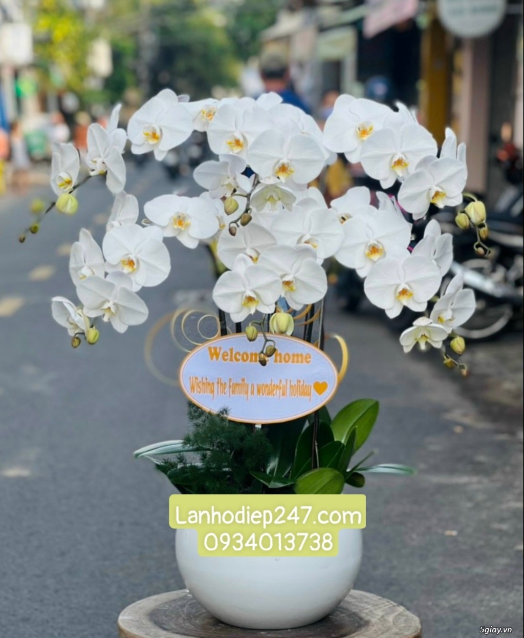 Tặng hoa khai trương bằng Lan Hồ Điệp trắng - Khởi đầu mới thuận lợi - 10