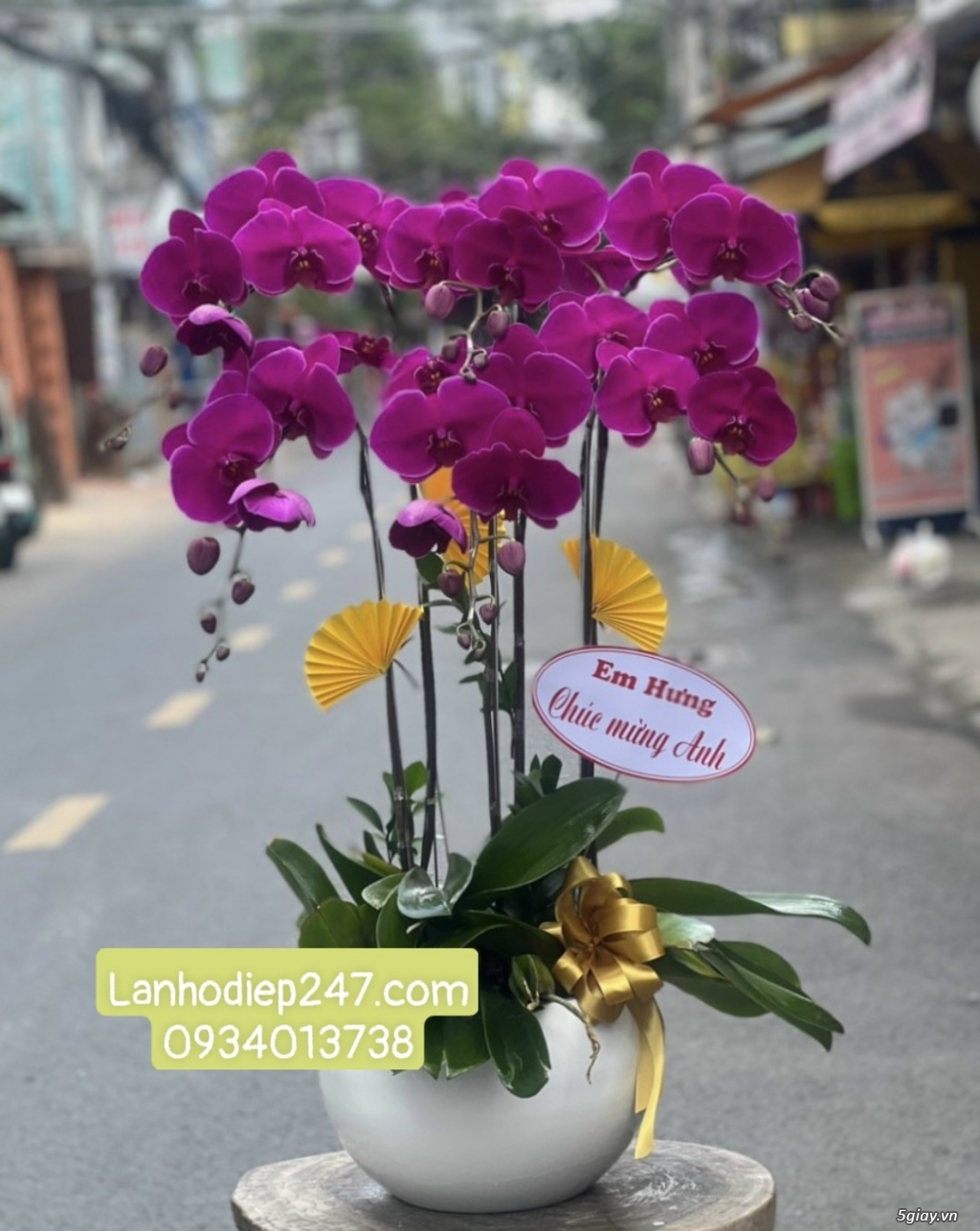 Những mẫu Lan Hồ Điệp bán chạy nhất tại shop hoa lan 247 tphcm - 1