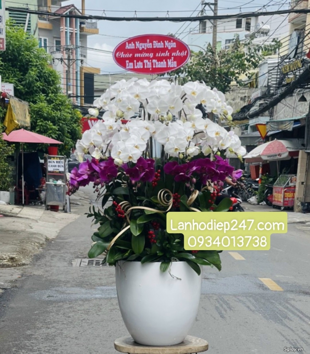 Những chậu Lan Hồ Điệp tím kết hợp đẹp ấn tượng nhất tại Hoa Lan 247 - 1