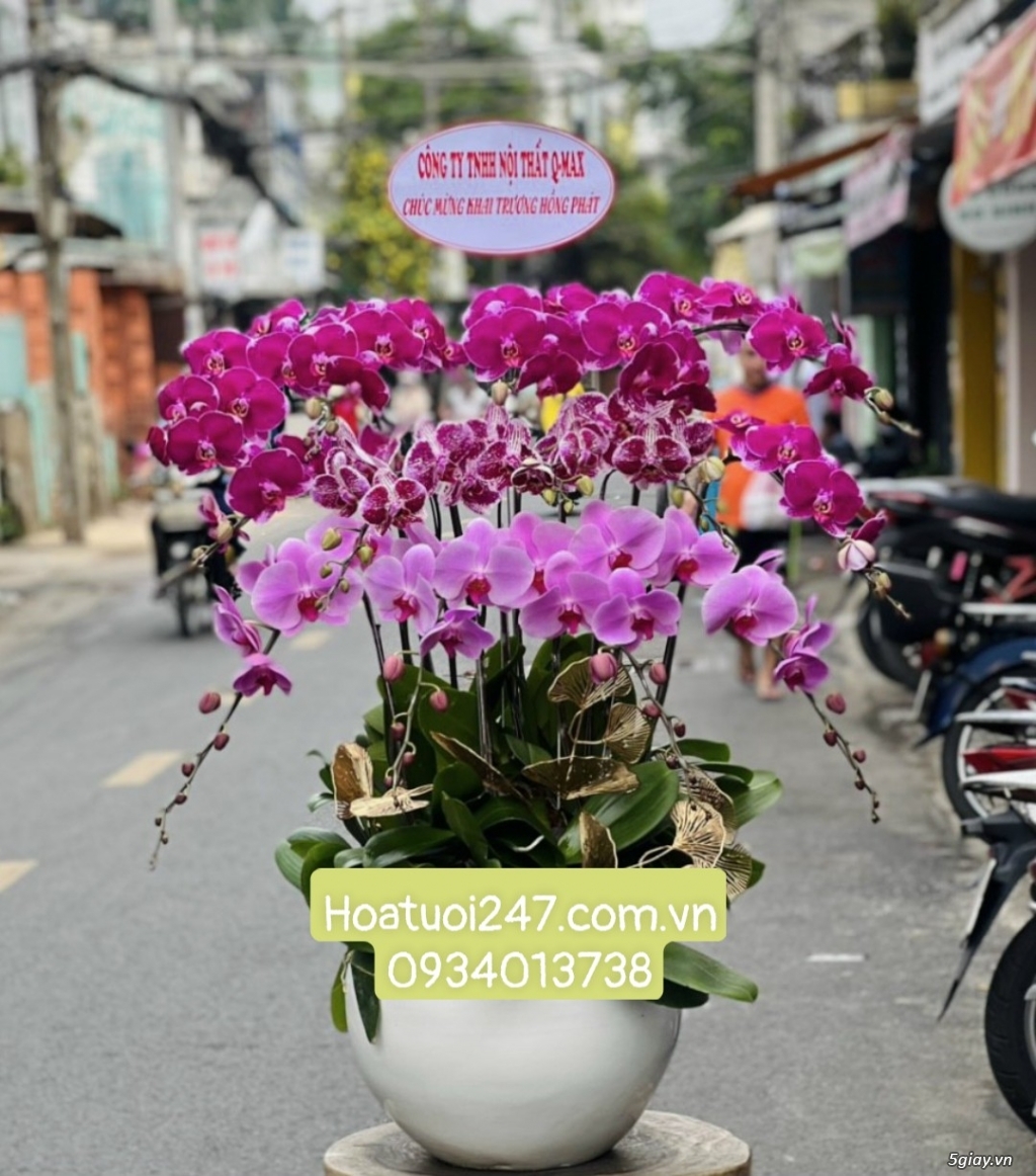 Những chậu Lan Hồ Điệp tím kết hợp đẹp ấn tượng nhất tại Hoa Lan 247 - 14
