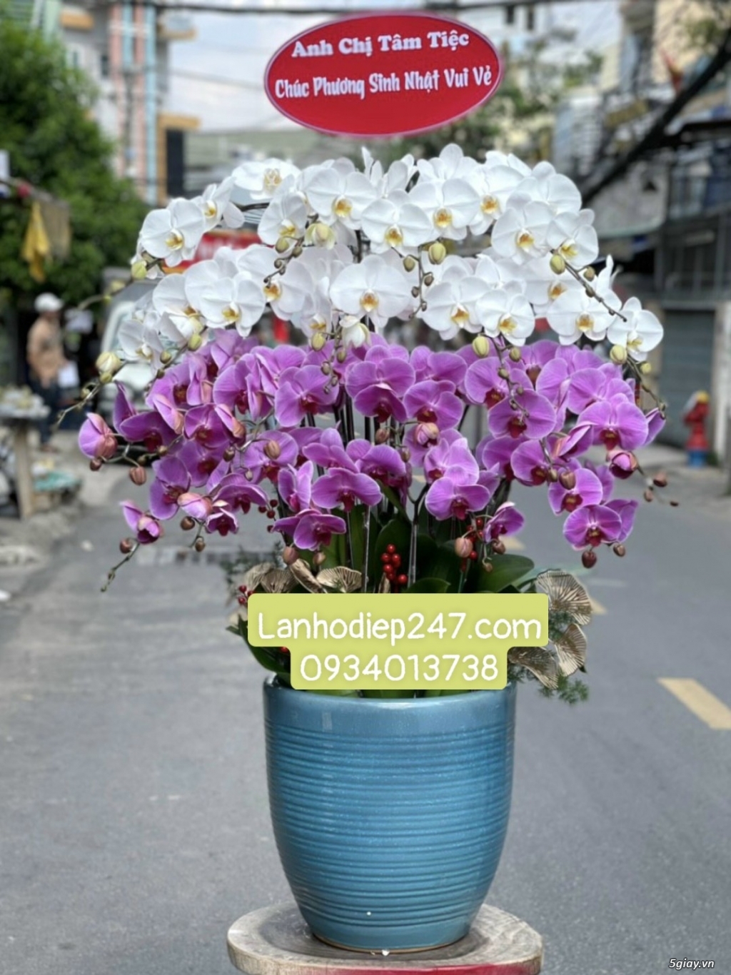 Những chậu Lan Hồ Điệp tím kết hợp đẹp ấn tượng nhất tại Hoa Lan 247 - 2
