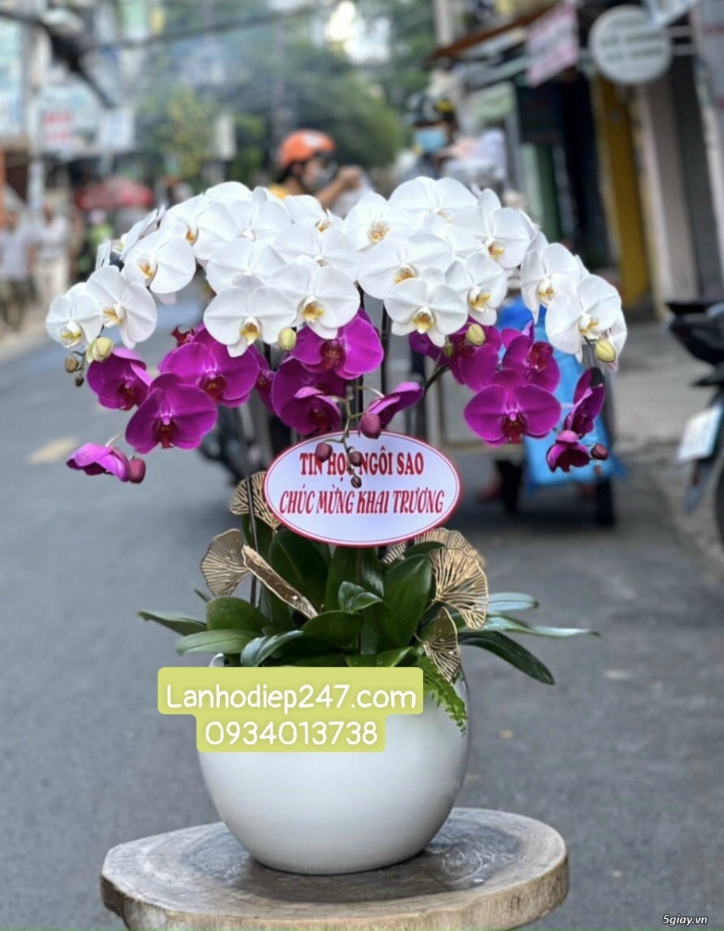 Những chậu Lan Hồ Điệp tím kết hợp đẹp ấn tượng nhất tại Hoa Lan 247 - 13