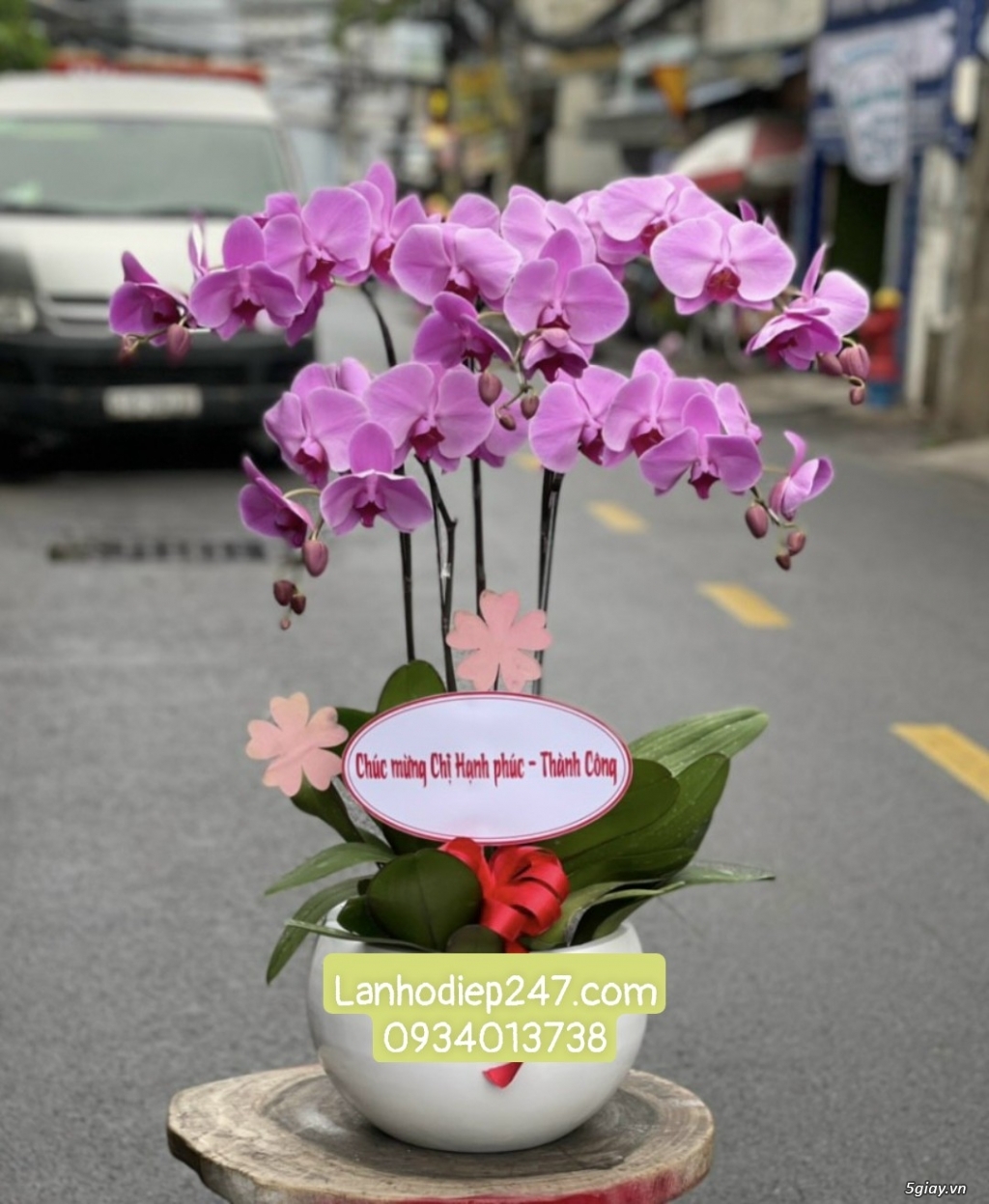 Nhà cung cấp Lan Hồ điệp cao cấp lớn nhất Sài Gòn - Hoa Lan 247 TPHCM - 14