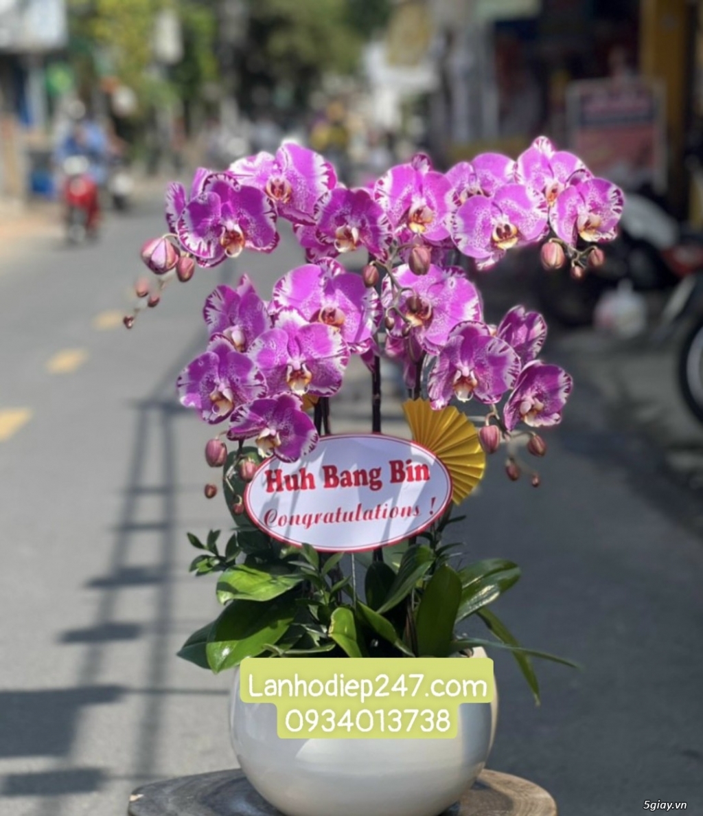 Địa chỉ bán Lan Hồ Điệp đẹp cao cấp số 1 tphcm - Hoatuoi247.com.vn - 1