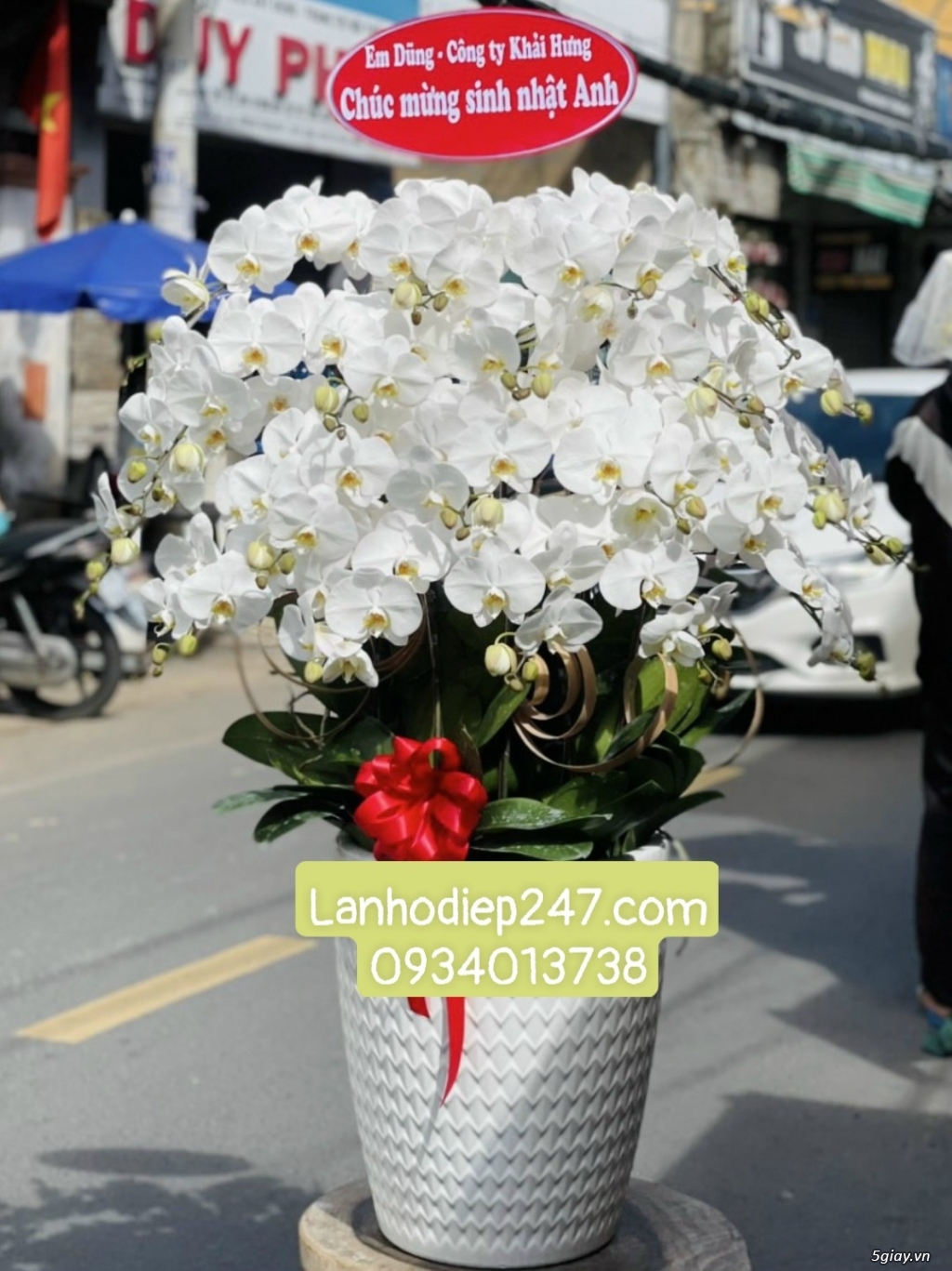 Shop hoa lan đẹp cao cấp nhất Sài Gòn chuyên Lan Hồ Điệp VIP - 2