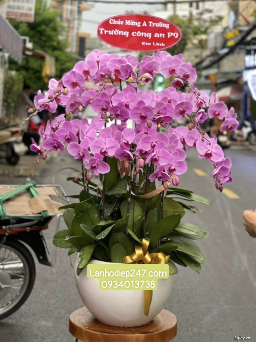 Shop hoa lan đẹp cao cấp nhất Sài Gòn chuyên Lan Hồ Điệp VIP - 1