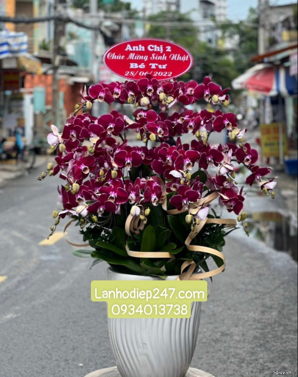 Hoa mừng tân gia bằng Lan Hồ Điệp là món quà đẳng cấp sang trọng số 1 - 13