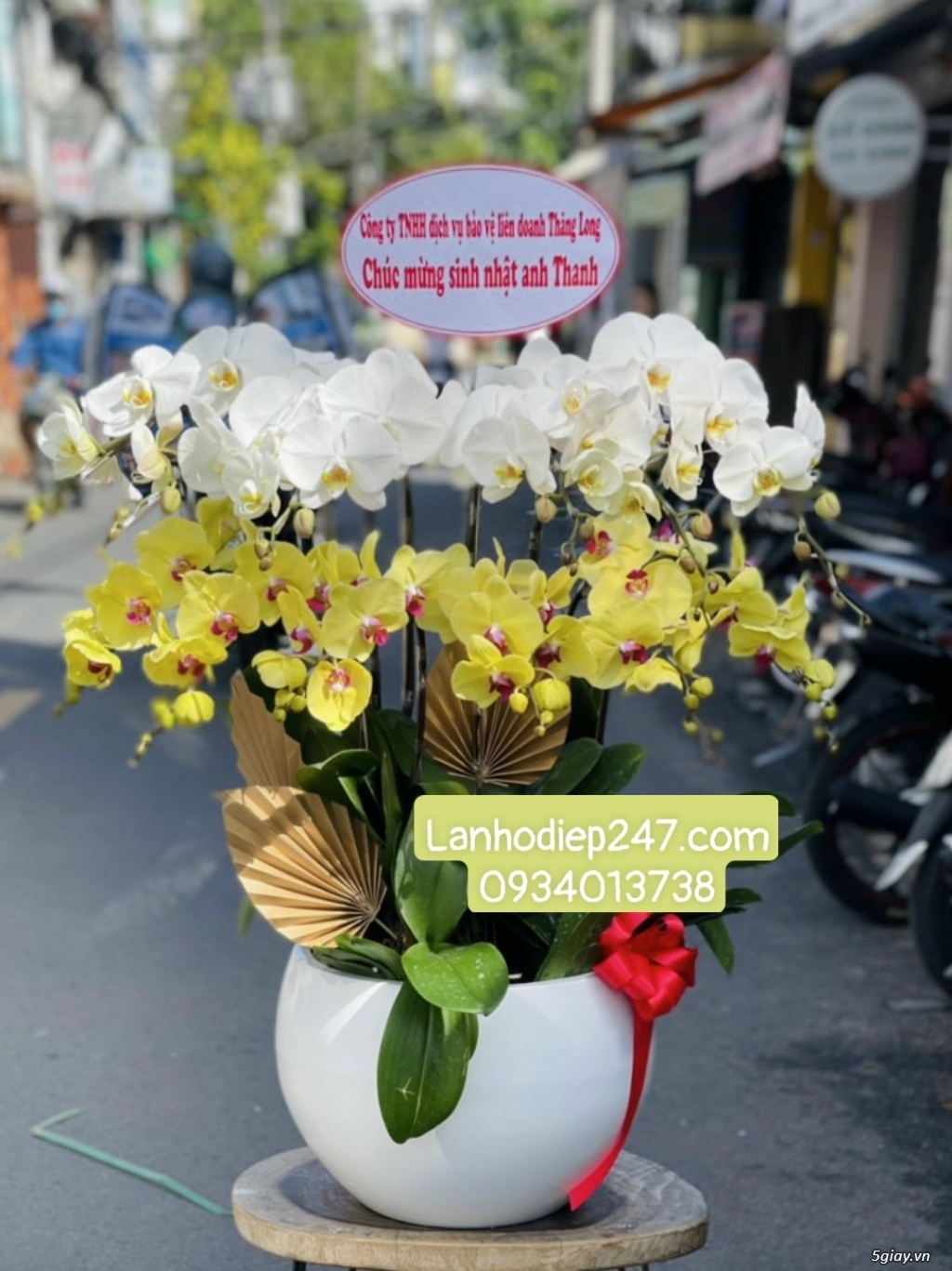 Nơi cung cấp Lan Hồ Điệp cao cấp nhất Sài Gòn - Shop hoa 247 tphcm - 13