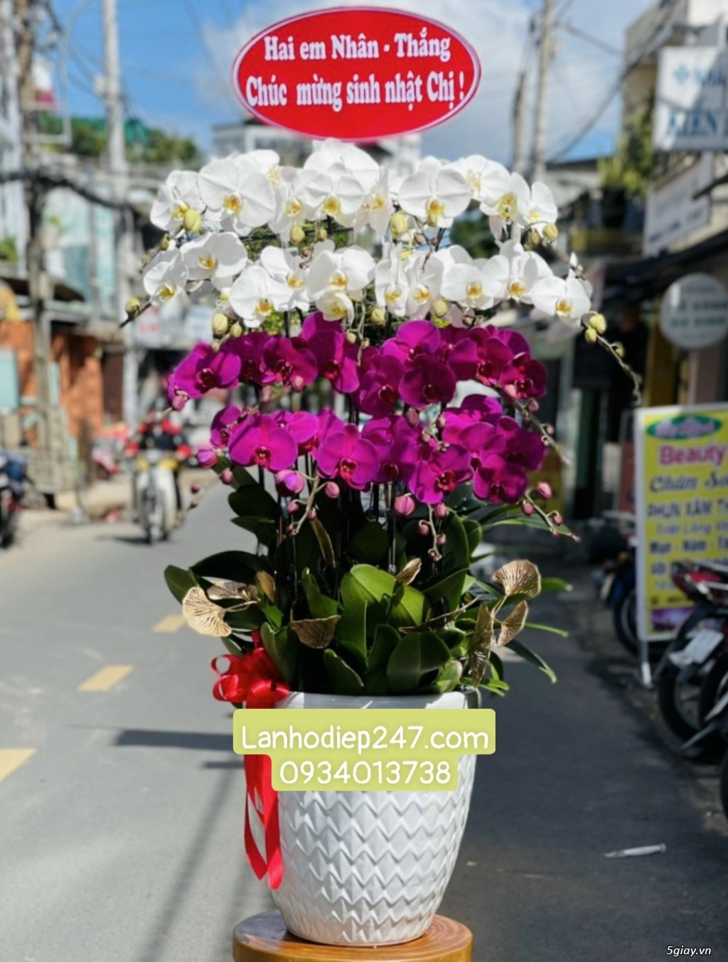 Shop hoa chuyên Lan Hồ Điệp cao cấp uy tín số 1 TPHCM - Hoa Lan 247 SG - 11