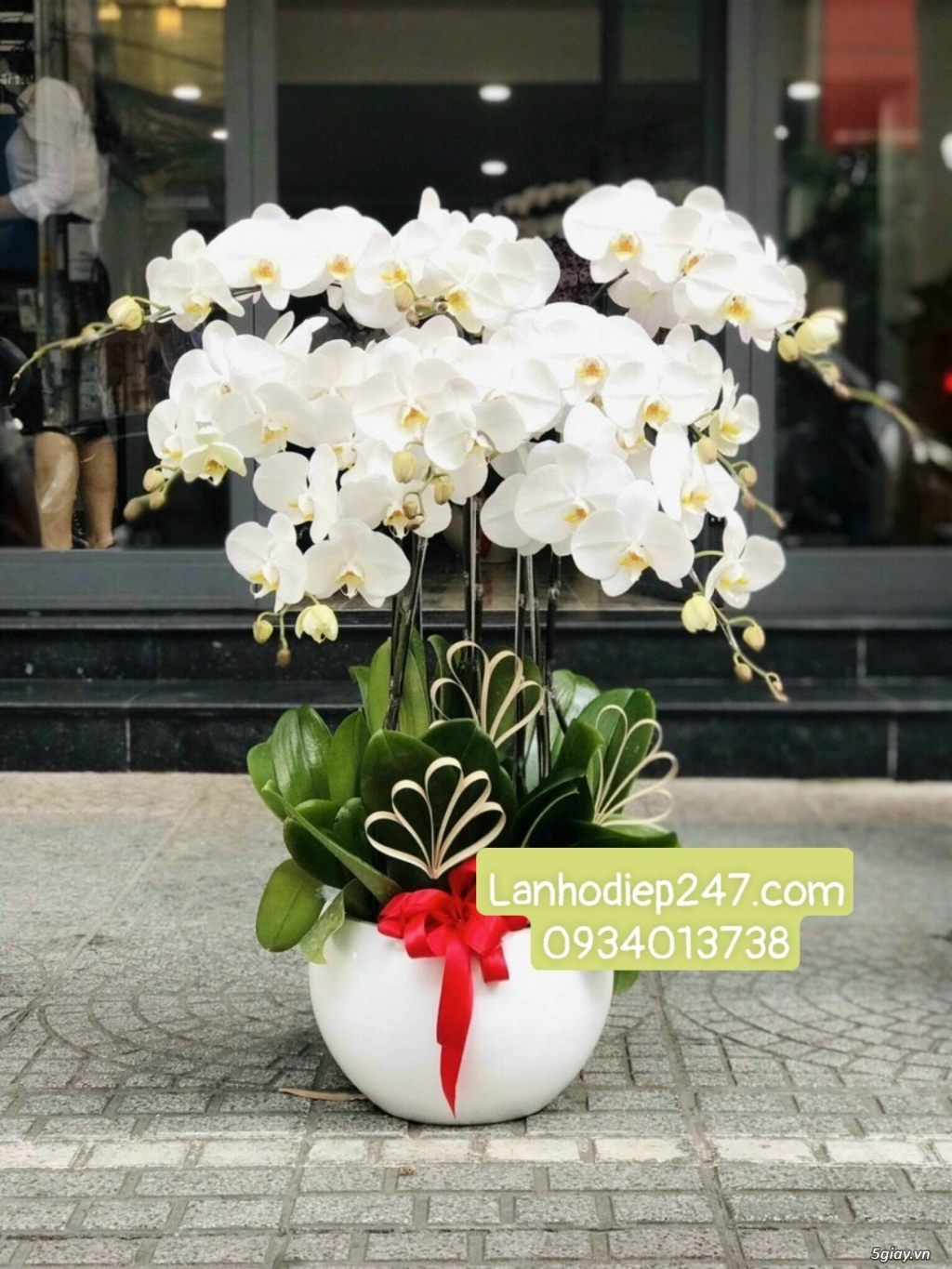 Shop hoa chuyên Lan Hồ Điệp cao cấp uy tín số 1 TPHCM - Hoa Lan 247 SG - 12
