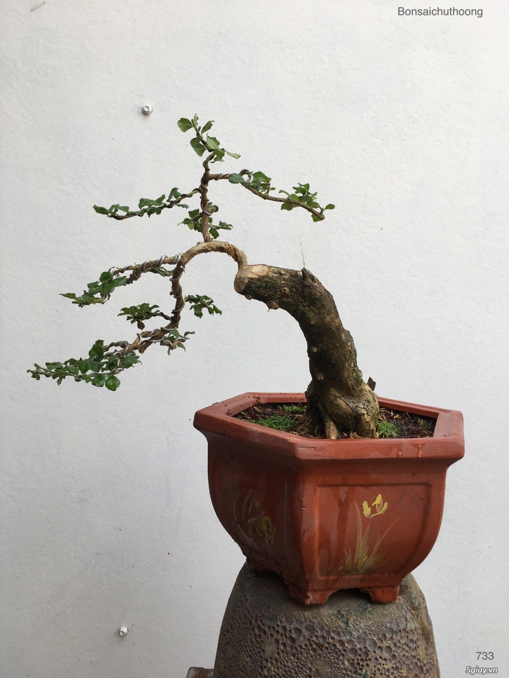 Sam ngọc đẹp giao lưu - 1