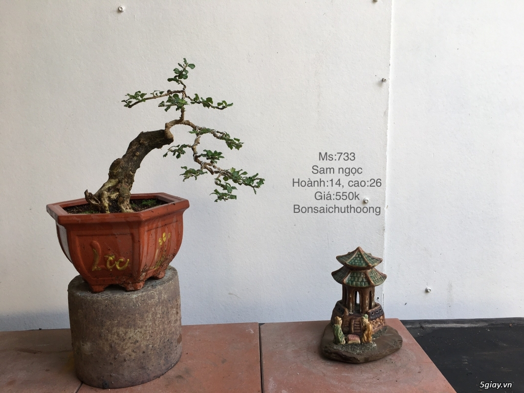 Sam ngọc đẹp giao lưu