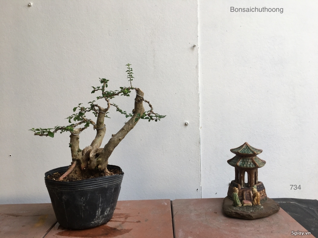 Sam ngọc đẹp giao lưu - 3