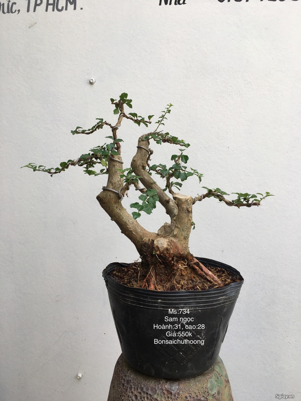 Sam ngọc đẹp giao lưu - 2
